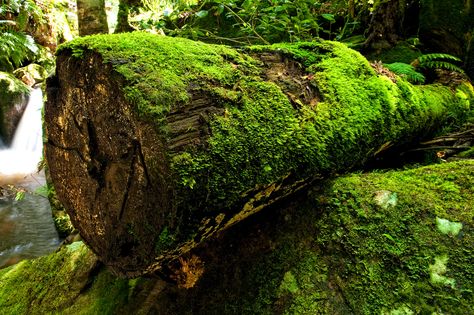 Mossy Log, Blue Mountains, NSW Draw Pine Trees, Log Drawing, Mossy Log, Garden Hacks Diy, Tree Logs, Pine Trees Forest, Secret Forest, Garden Hacks, Moss Covered