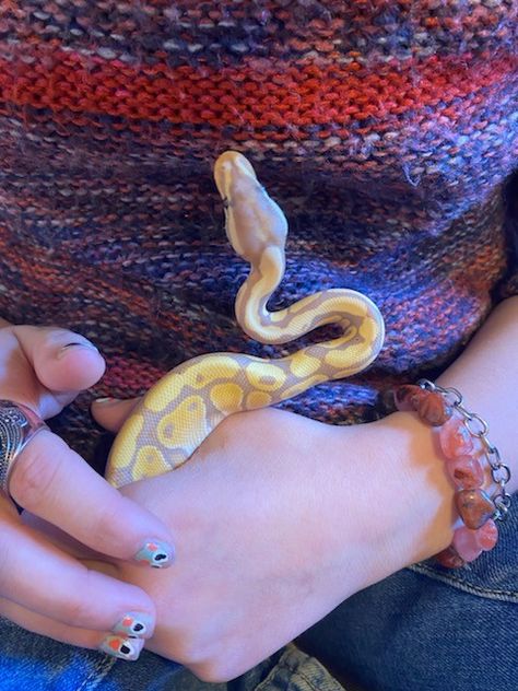 Baby Ball Python, Rare Albino Animals, Snake Photos, Colorful Snakes, Snake Lovers, Albino Animals, Snake Venom, Cute Snake, Pet Snake