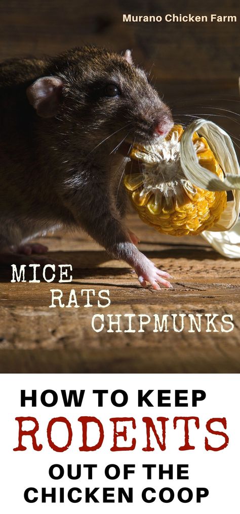 3 simple steps to get rid of mice, rats and other rodents in the chicken coop. Don't let mice treat your chicken coop like a free buffet! Here's how to get rid of them fast! #chickens #homesteading Mice In Chicken Coop, How To Get Rid Of Rats In Chicken Coop, Getting Rid Of Rats, Chicken Care, Summer Chicken, Mice Repellent, Getting Rid Of Mice, Backyard Farm, Chicken Pictures