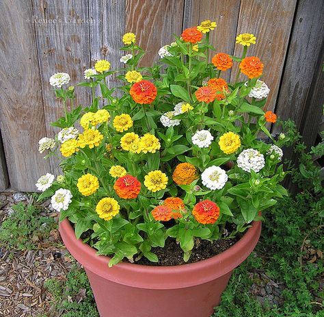 Ashoka Pillar, White Pots, Zinnia Garden, Tanaman Pot, Garden Container, Window Box Flowers, Plant Benefits, Backyard Flowers, Zinnia Flowers