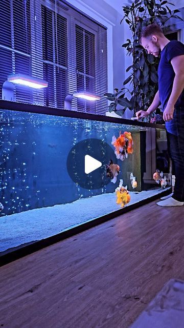 Gold Fish Tank Ideas, Oranda Goldfish Tank, Goldfish Aquarium Ideas, Goldfish Tank Ideas, Fancy Goldfish Tank, Aquarium Goldfish, Pond Aquarium, Cool Fish Tank Decorations, Glofish Aquarium