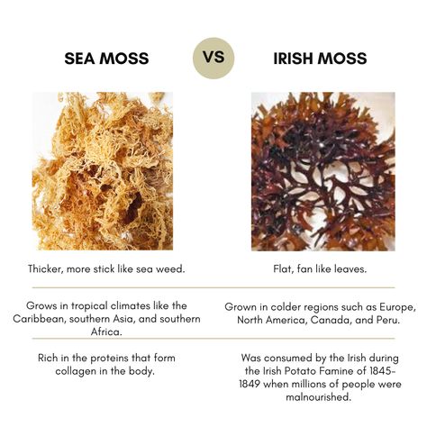 Dr Sebi Alkaline Food, Medical Herbs, Irish Moss, Healthy Recipes Easy Snacks, Right Or Wrong, Herbal Healing, Herbs For Health, Healthy Drinks Recipes, Sea Moss