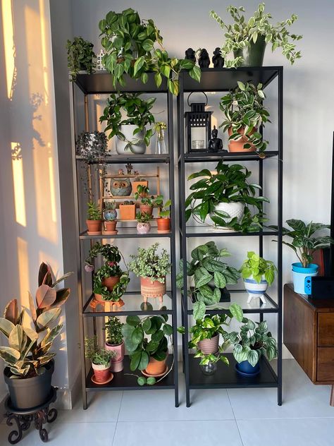 Plant Goals, نباتات منزلية, Interior Design Per La Casa, Inside Plants, Garden Aesthetic, Plant Decor Indoor, Plant Aesthetic, House Plants Decor, Room With Plants