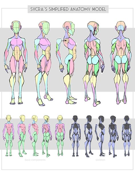 Character Turnaround, Anatomy Models, Anatomy Tutorial, Human Anatomy Drawing, Human Figure Drawing, Human Anatomy Art, Anatomy Sketches, Anatomy Poses, Body Reference Drawing