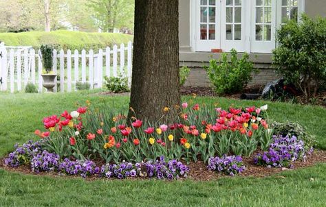 Bulbs planted around a tree. Bulbs Around Trees, Bulb Flower Bed Design, Tulips Around Tree Base, Where To Plant Tulips In Front Yard, Front Yard Tulips, Tulips Around Mailbox Ideas, Tulips Under Trees, Bulb Bed Ideas, Tulips Around Tree