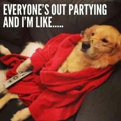 ...So comfy at home lol Meme Page, Michelle Lewin, Gym Humor, Workout Humor, Humor Funny, E Card, Golden Retrievers, Someecards, Laughing So Hard