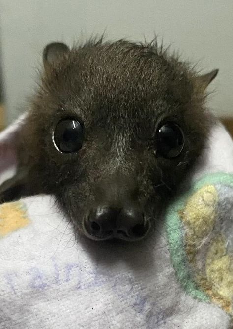 Albino Bat, Fruit Bats, Cute Bats, Baby Skunks, Bat Species, Fruit Bat, Baby Bats, Cute Bat, Pretty Animals