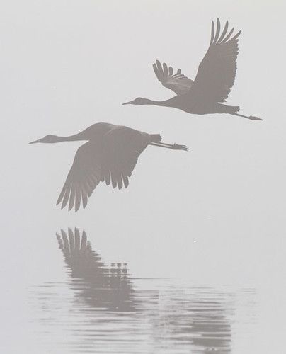 Gray Morning, Crane Drawing, Vogel Silhouette, Morning Landscape, Foto Macro, Sandhill Cranes, Animal Tattoo Ideas, Yellowstone River, Herons