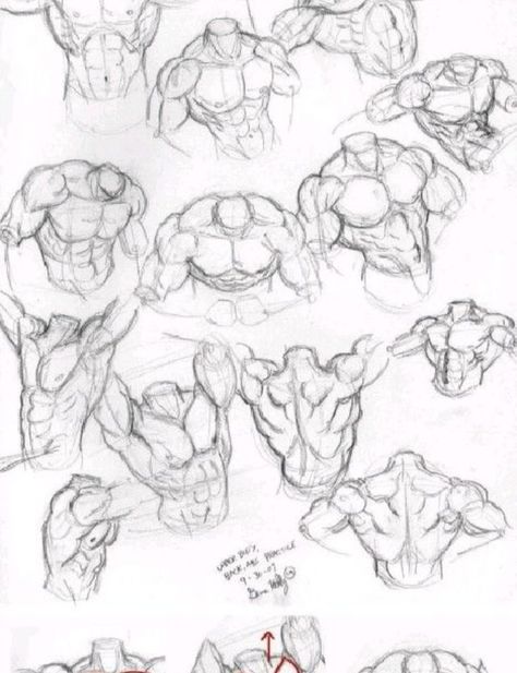 Drawing guidance Muscle Perspective, Anime Art Reference, Male Art Reference, Anatomy Practice, Body Drawing Tutorial, Body Sketches, Human Anatomy Drawing, Human Figure Drawing, Human Anatomy Art