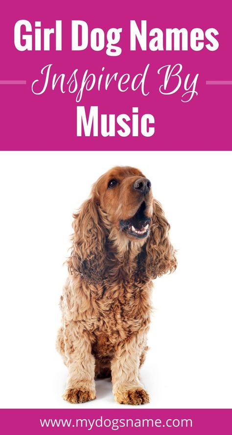 These gorgeous dog names are music to our ears! Check out our list of dog names inspired by music. Dog Names Female, List Of Dog Names, Puppies Names Female, Boy Dog Names, Girl Dog Names, Best Dog Names, Luxury Dog Collars, Easiest Dogs To Train, Cute Dog Collars