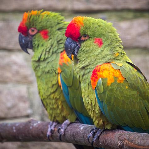 Red Fronted Macaw, Bee Hummingbird, Bird Breeds, Amazon Parrot, Parrots Art, Macaw Parrot, Bird Quilt, Exotic Birds, Tropical Birds