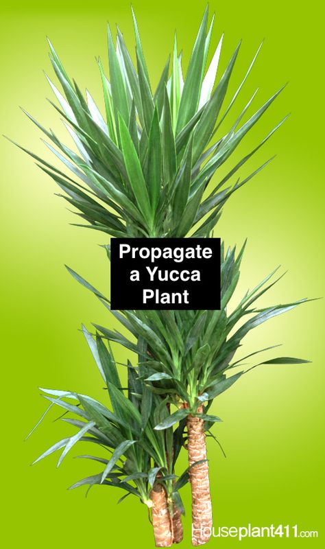 Yucca Plant Propagation, Yucca Plant Indoor, Plant Rescue, Yucca Plant Care, Planting Party, Dry Gardens, Yucca Filamentosa, Houseplant Collection, Large Garden Planters