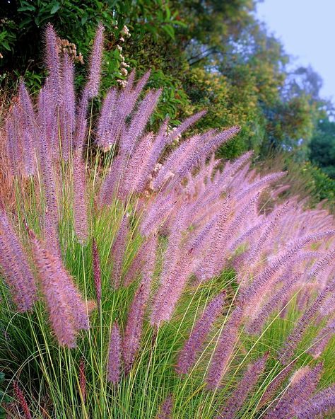 Purple Fountain Grass Landscape, Calamagrostis Acutiflora, Texas Images, Ornamental Grass Landscape, Fall Container Gardens, Grass Garden, Walking Path, Fountain Grass, Small Courtyard Gardens