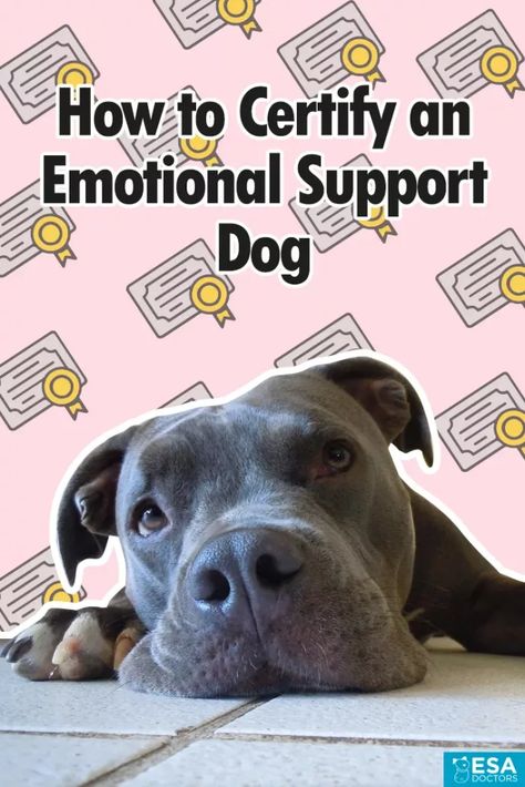 Emotional Support Dog Training, Service Dogs Breeds, Psychiatric Service Dog, Easiest Dogs To Train, Emotional Support Dog, Dogs Training, House Training Dogs, Potty Training Puppy, Emotional Support Animal