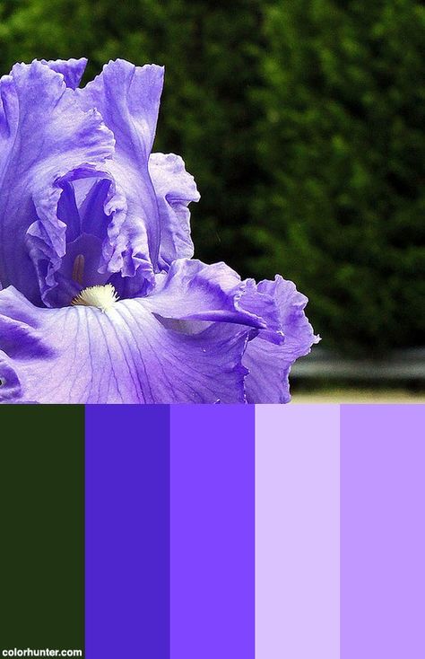 Iris Up Close... Color Scheme Iris Color Palette, Dip Nails, Color Chip, Iris Flowers, Color Pallets, Color Palettes, Color Scheme, Colorful Flowers, Painting & Drawing