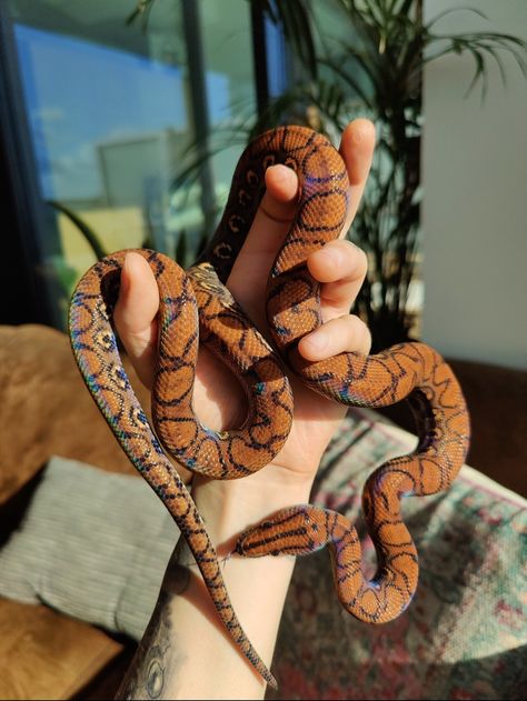 Pretty Reptiles, Brazilian Rainbow Boa, Forest Life, Pretty Snakes, Ancient Greek Sculpture, Cute Reptiles, Cute Snake, Pet Snake, Reptiles Pet