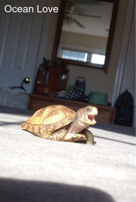 Biiiiiiigggg yawn!! #turtle #turtles #cute #oceanlove Box Turtles, Fav Animal, Cute Tortoise, Happy Turtle, Baby Tortoise, Sulcata Tortoise, Turtley Awesome, Easy Pets, Pet Turtle