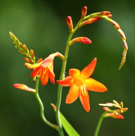 Montbretia  crocosmia Flora Flowers, Fruit Decorations, Colorful Table, Flowers Perennials, Album Photo, Flower Images, Free Wallpaper, Hedges, Stone Painting