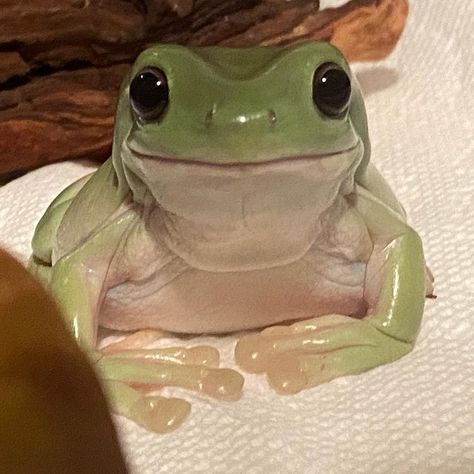 A Frog, Green, White