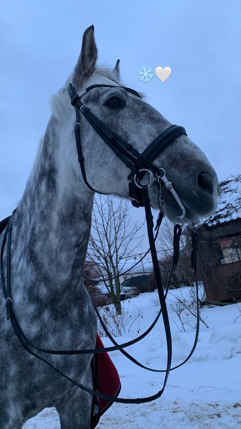 Snow Horse Aesthetic, Rose Gray Horse, Winter Horse Wallpaper, Gray Horse Aesthetic, Blue Roan Horse Aesthetic, Fleabitten Grey Horse, Grey Horse Aesthetic, Dapple Gray Horse, Dapple Grey Horse