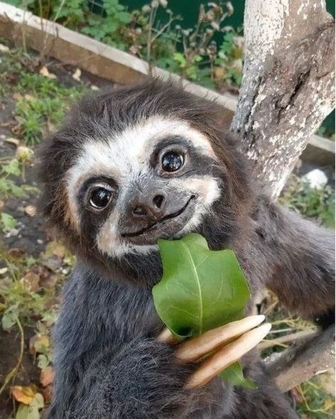 @slothscommunity shared a photo on Instagram: “Nature is full of beautiful animals. Love it. ===========… in 2022 | Cute baby sloths, Animals beautiful, Cute animals images Baby Sloth, Sloth, Animals, On Instagram, Instagram, Nature