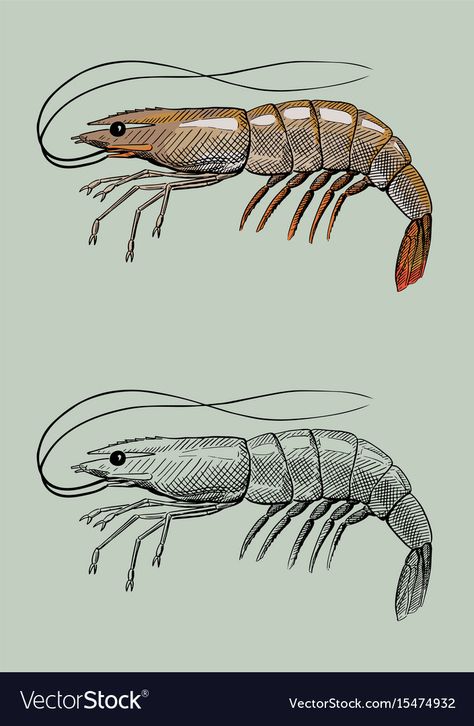 Vintage Shrimp Illustration Shrimp Photography Ocean, Shrimp Sketch Drawings, Shrimp Illustrations, Shrimp Tattoo, Shrimp Drawing, Shrimp Design, Lobster Art, Sea Drawing, Drawing Vector