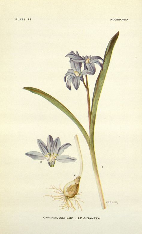 Chionodoxa luciliae : Glory of the Snow Snow Tattoo, Bujo Art, Botanical Inspiration, Wildflower Drawing, Glory Of The Snow, Grape Hyacinth, New York Botanical Garden, Science Illustration, Flowers Drawing