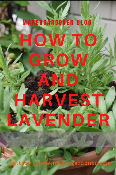 How to grow and harvest lavender at home #growinglavender #lavender Harvesting Lavender, Growing Vegetables At Home, Lavender Varieties, Seed Starter Kit, Lavender Seeds, Growing Lavender, Mediterranean Plants, Seed Starter, Herb Pots