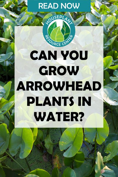 Can you grow Arrowhead plants in water? Imagine having lush, thriving arrowhead plants effortlessly sprouting from beautiful glass vases or decorative containers filled with water -not soil- in your home. But is it really possible? Join us as we uncover the benefits, drawbacks, and secrets behind this intriguing method. Head In Water, Arrowhead Plant, Fig Trees, Fiddle Leaf Fig Tree, Arrow Head, Fiddle Leaf, Fiddle Leaf Fig, Fig Tree, Glass Vases