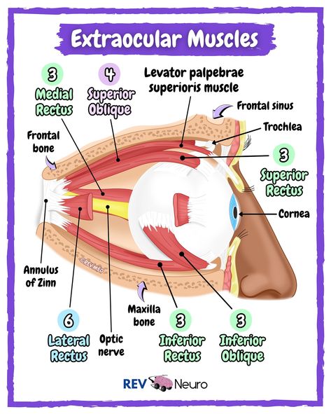 Sound on! Join the army of the living who study everyday and read more below ⤵️ More practice, more notes & more creativity is waiting for you only 👉🏼 @rev.neuro & @rev.med ✅ Mnemonic ‘SO4 LR6 REST3⁣⁣’ 👁 SO4 = SO (superior oblique muscle) and number 4 for Cranial Nerve, Trochlear Nerve.⁣⁣⁣ ⁣⁣👁 LR6 = LR (lateral rectus muscle) and number 6 for Cranial Nerve, Abducens Nerve 👁 And that is all you need to know because the REST are all 3rd Cranial Nerve, Oculomotor Nerve. ⁣✅ 6 Muscles of Eye... Oculomotor Nerve, Study Everyday, Join The Army, Human Skeleton Anatomy, Skeleton Anatomy, Cranial Nerves, Joining The Army, Number 6, Medical Science