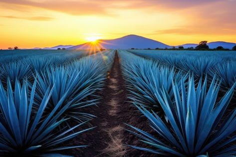 Foto concepto de plantación de agave azu... | Premium Photo #Freepik #photo #plantas #mexico #desierto #aloe Agave Azul, Cactus Planta, Agaves, Premium Photo, Tequila