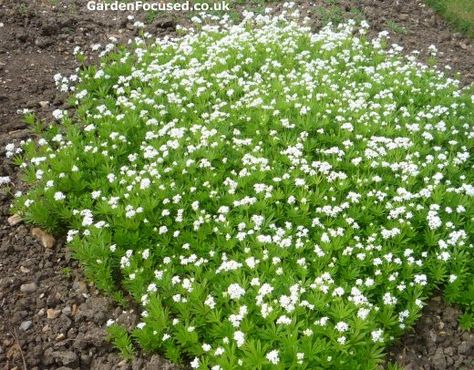 Expert advice on growing Galium odoratum / Sweet Woodruff Gallium Odoratum, Sweet Woodruff, Herb Garden In Kitchen, Backyard Flowers, Back Garden, Shade Garden, Front Garden, Backyard Landscaping Designs, Herb Garden