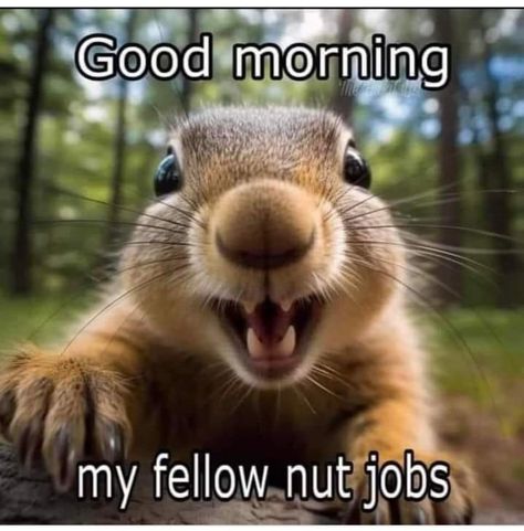 Funny Day Quotes, Good Morning Funny Pictures, Squirrel Funny, Good Morning Sunshine Quotes, Funny Good Morning Quotes, Morning Quotes Funny, Slaap Lekker, Cute Good Morning Quotes, Good Morning Funny