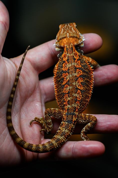 1/2 Red Monster Central Bearded Dragon by Biblical Dragons Red Monster Bearded Dragon, Beard Dragon, Red Bearded Dragon, Bearded Dragon Colors, Lizard Terrarium, Red Lizard, Red Monster, Reptile Care, Bearded Dragon Cute