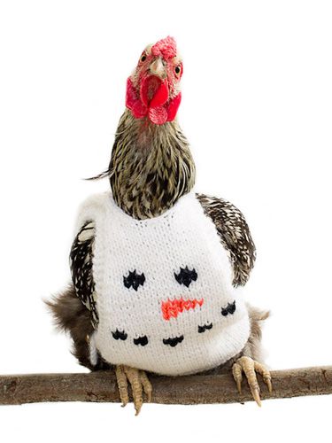 Is there anything more adorable than a chicken in a hand-knitted sweater? (Photo: Nicole McArthur) Knitted Chicken, Chicken Clothes, Chicken Sweater, Beautiful Chickens, Diy Chicken, Crazy Chicken Lady, Building A Chicken Coop, Baby Chickens, Cute Chickens