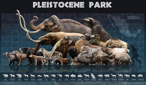 Pleistocene Park Prehistoric Wildlife, Kat Dennings, Prehistoric World, Ancient Animals, Paleo Art, Extinct Animals, Prehistoric Creatures, Prehistoric Animals, Zoology