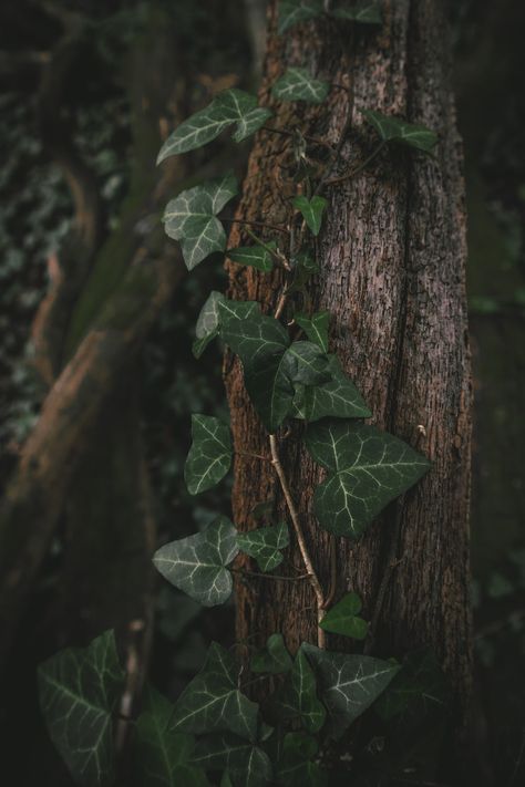 Ivy Flower Aesthetic, Ivy Pictures, Fern Aesthetic, Ivy Aesthetic, Ivy Ring, Ivy Flower, Mysterious Forest, Ivy Wall, Black Rooms