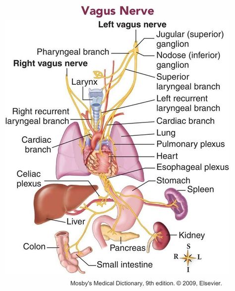 11 Symptoms Of Vagus Nerve Dysfunction Vegas Nerve, Nerve Anatomy, Nervus Vagus, Med Lab, Medical Tips, The Vagus Nerve, Nerve Health, Tin Whistle, Yoga Anatomy