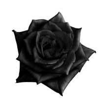 Black Grunge, Rose Tattoo, Tattoos, Black