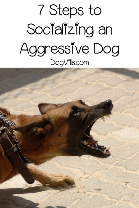 Easiest Dogs To Train, Dog Behavior Problems, Dangerous Dogs, Dog Brain, Dog Training Techniques, Aggressive Dog, Dog Biting, Pet Stuff, Dog Obedience