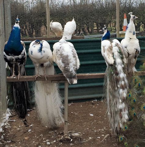 Peacock Bird, Rare Breed, Animal Sanctuary, Hobby Farms, Exotic Birds, Bird Pictures, Pretty Birds, Animal Planet, Nature Animals