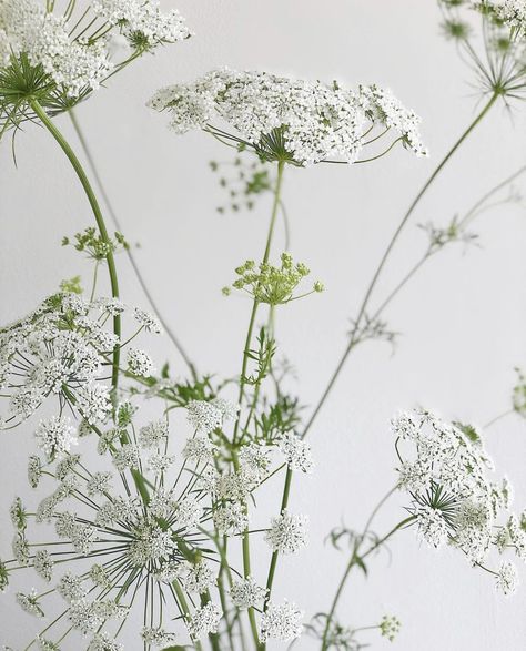 Ammi Majus, August Flowers, Long Stem Flowers, Floral Installations, Art Colour, British Flowers, Wedding Portfolio, Spring Wedding Flowers, Bouquet Arrangements