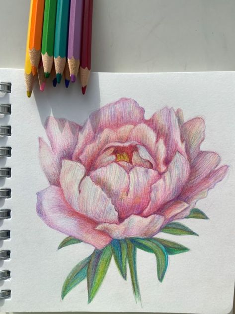 Prismacolor Flower Drawings, Object Drawing Colour Pencil Shading, Pencil Color Flower Drawing, Pencil Crayon Drawing Ideas, Coloured Pencil Flowers, Colored Pencil Flower Drawing, Realistic Flower Drawing Color, Flower Drawing With Color, Flower Drawing Color Pencil