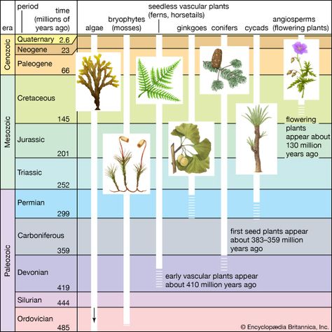 Significant events in plant evolution. Plant Evolution, Evolution Of Plants, Sumber Daya Alam, Kingdom Plantae, Educational Infographic, Plant Nutrients, Veg Garden, Life Series, Vascular Plant