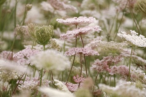 Pink Aura, Waltz, Love Flowers, Color Themes, Pretty Flowers, Pretty Pictures, Mother Nature, Cherry Blossom, Pink And Green