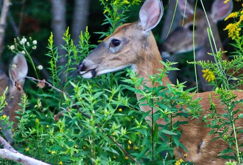 Beautiful as they are, deer can destroy your garden in a very short period of time. They can ruin a vegetable patch in a matter of hours and chew their way Diy Deer Repellent Spray, Homemade Deer Repellent Spray, Deer Repellent Homemade, Homemade Deer Repellant, Deer Repellent, Rabbit Repellent, Deer Deterent, Deer Repellant, Yard Plants