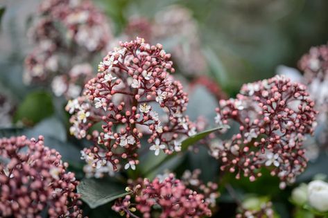 Skimmia Japonica, Autumn Crocus, Shady Gardens, New Garden Ideas, Plants For Garden, Japanese Maples, Red Bud, Shade Gardens, Border Plants