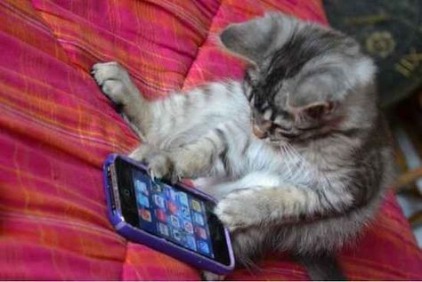 This cat who just downloaded Tinder and is so ready to meet some hotties. Cat On Phone, Cool Games To Play, Awesome Animals, Cats Iphone, On Phone, Funny Cat Pictures, Cat Wallpaper, Funny Text Messages, Too Long