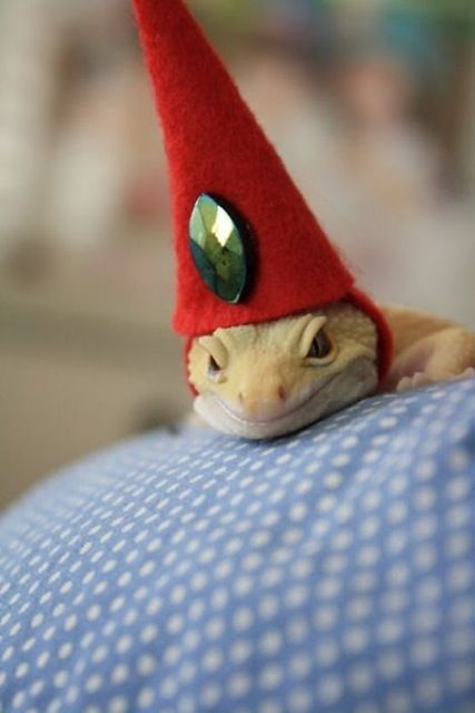 Lizards dressed as wizards. - Album on Imgur Lizard Wizard, Leopard Gecko, Funny Animal Memes, An Animal, Gecko, Book Of Shadows, Animal Memes, Reptiles, Wizard