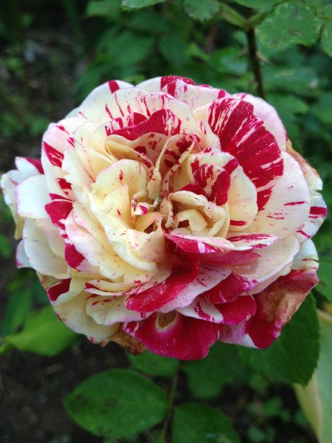 Floribunda Rose 'George Burns' (aka 'Paparazzi', 'Rodeo Clown') (Rosa micrantha) Rodeo Clown, Floribunda Rose, George Burns, Coming Up Roses, Amazing Nature, Rodeo, Apricot, Roses, Yellow